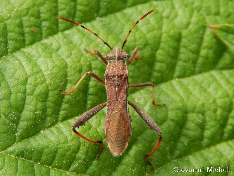 Coreidae?  No, Alydidae: Camptopus lateralis